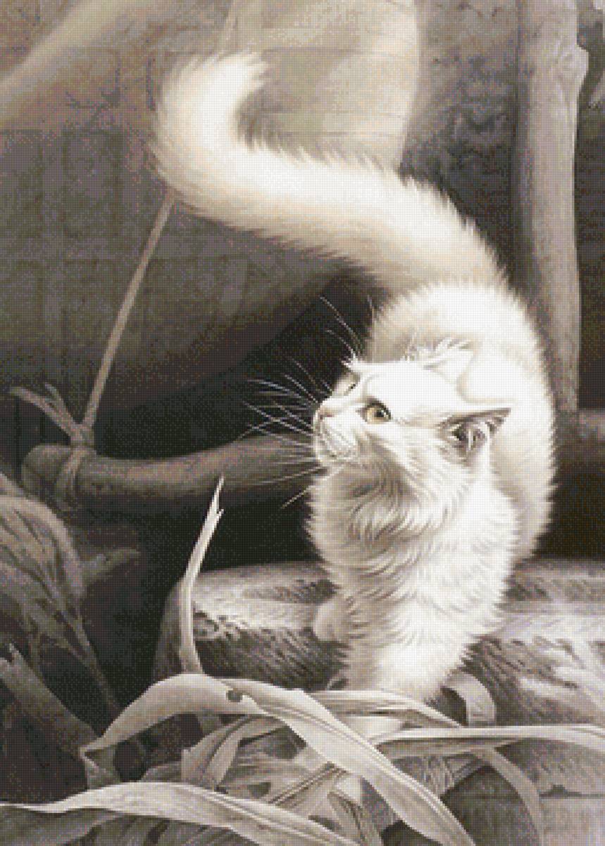 кот - портрет, кот, животные - предпросмотр