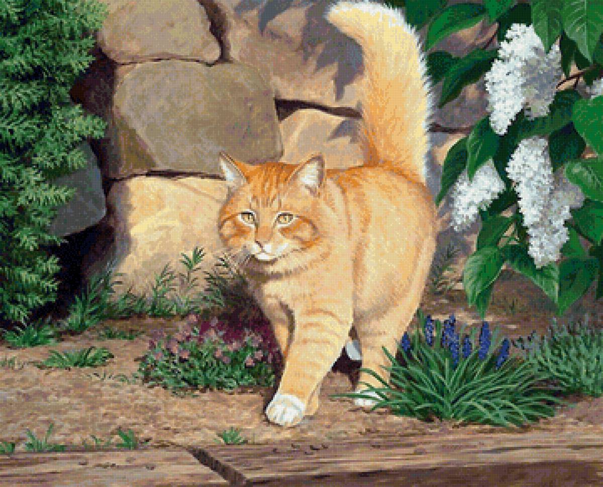 кот - кот, портрет, животные - предпросмотр