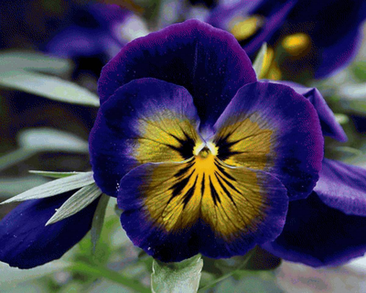 Анютины глазки - цветы, анютины глазки - предпросмотр