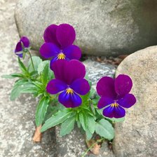 Схема вышивки «И на камнях рстут цветы»