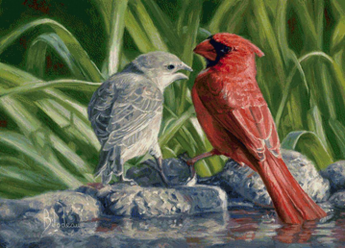 свидание - птицы - предпросмотр