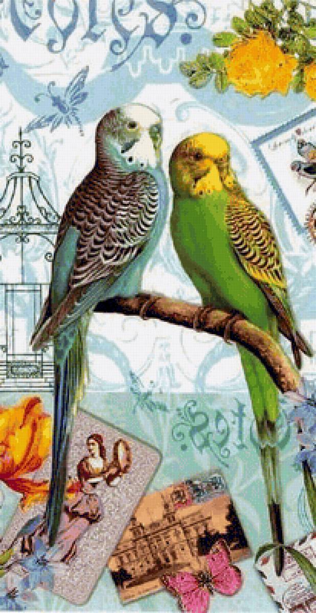 Попугаи - предпросмотр