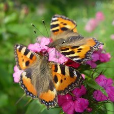 Схема вышивки «Бабочки Крапивницы»