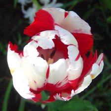 Схема вышивки «Пестренький»