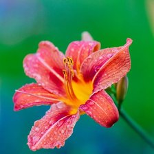 Схема вышивки «Лилейник»