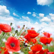 Схема вышивки «Маки»