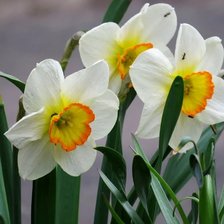 Схема вышивки «№2301413»