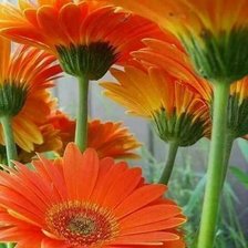 Схема вышивки «Календула»