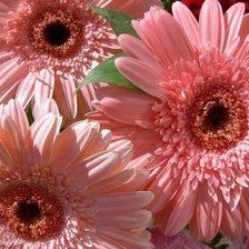 Схема вышивки «Герберы»