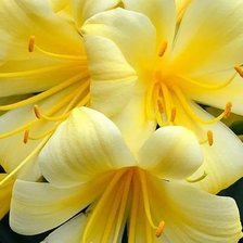 Схема вышивки «Лилии»