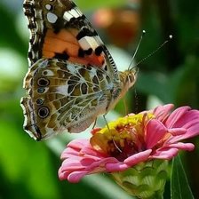 Схема вышивки «Бабочка на цветке»