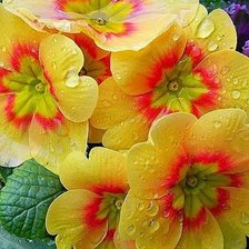 Схема вышивки «Примула»