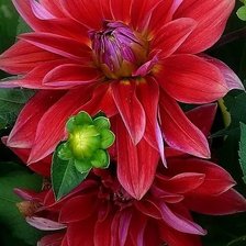 Схема вышивки «Георгины»