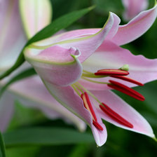 Схема вышивки «Лилия»