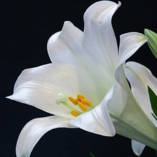 Схема вышивки «Очаровательная»