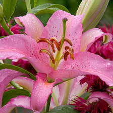 Схема вышивки «В каплях росы»