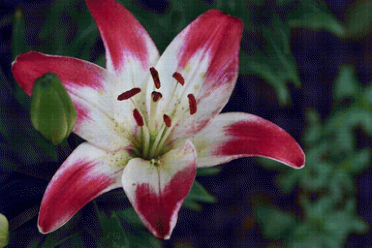 Лилия - цветы, лилия - предпросмотр