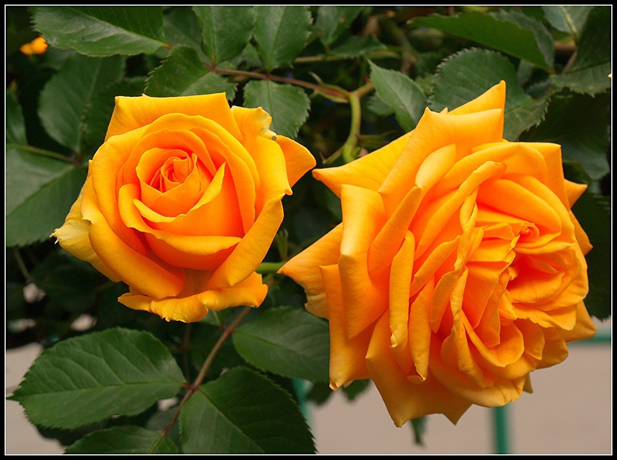 желтые розы - роза, цветы - оригинал