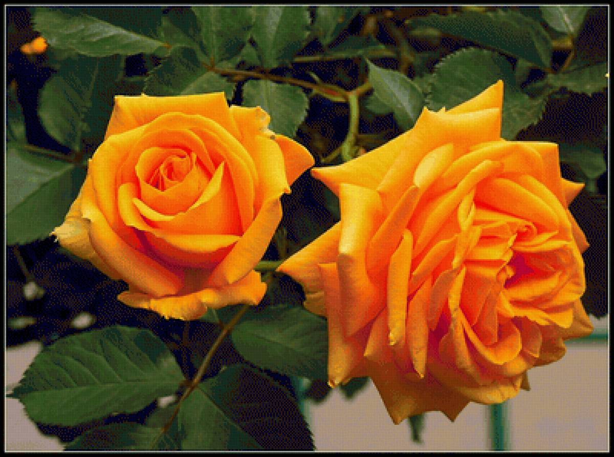 желтые розы - цветы, роза - предпросмотр