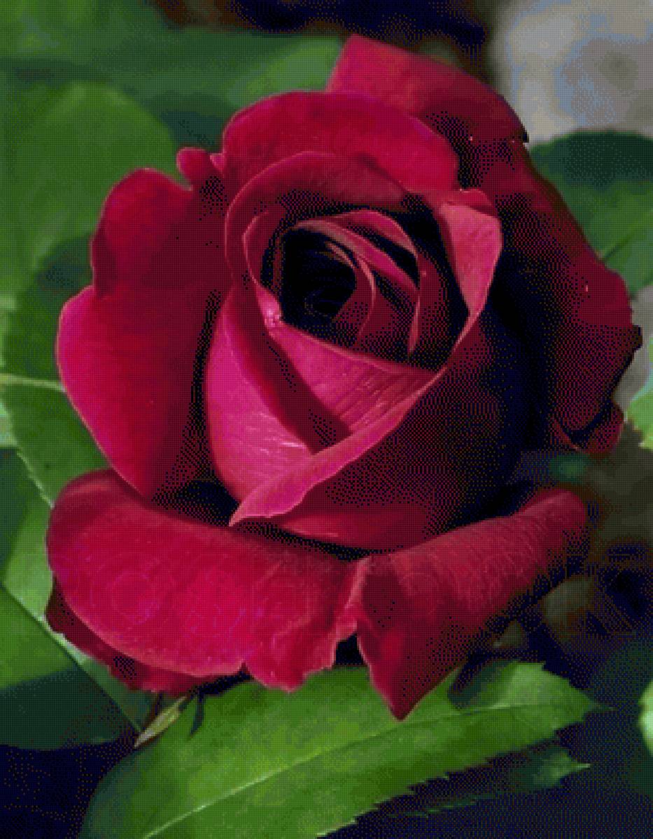 Роза - цветы, роза - предпросмотр