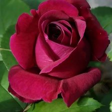 Схема вышивки «Роза»