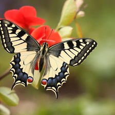 Схема вышивки «Бабочка»