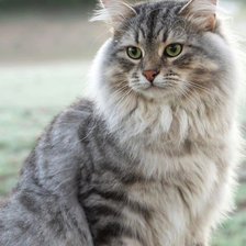 Схема вышивки «котя»