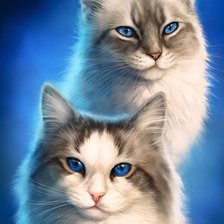 Схема вышивки «кот»