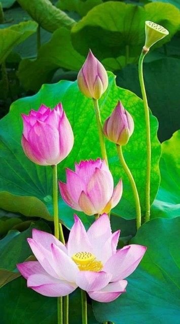 Лотос - оригинал