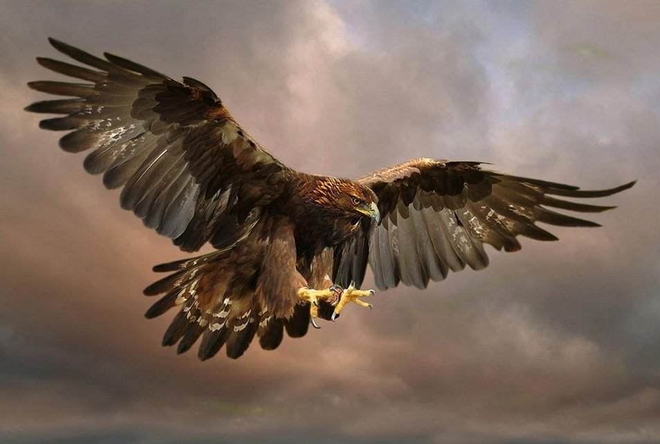 Орёл в атаке - орел, птицы - оригинал