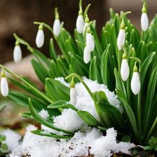 Схема вышивки «Подснежники»