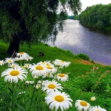 Схема вышивки «ромашки»