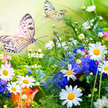 Схема вышивки «бабочки»