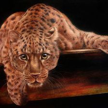 Схема вышивки «ягуар»