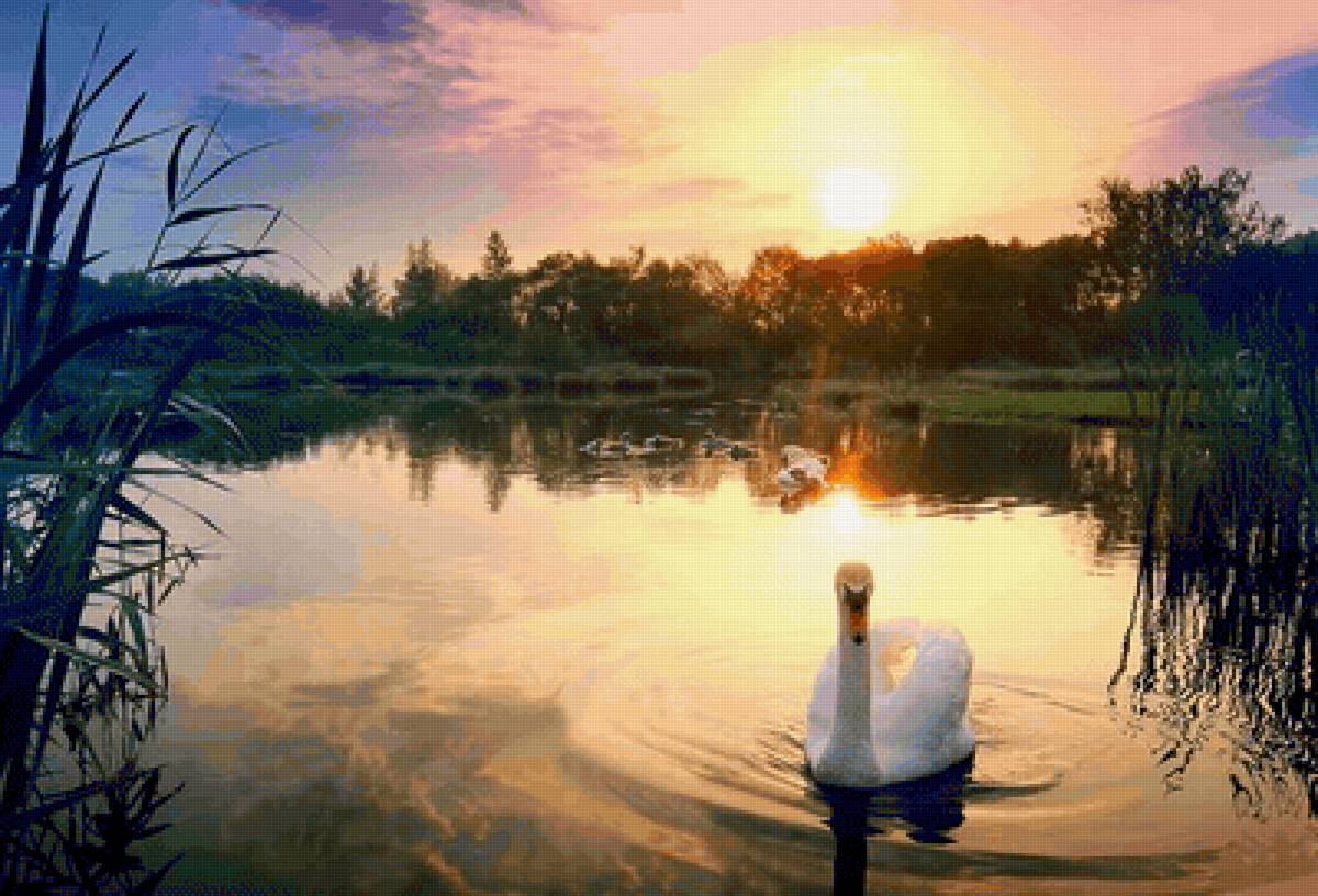 Назорьке - река, рассвет, природа, лебедь - предпросмотр