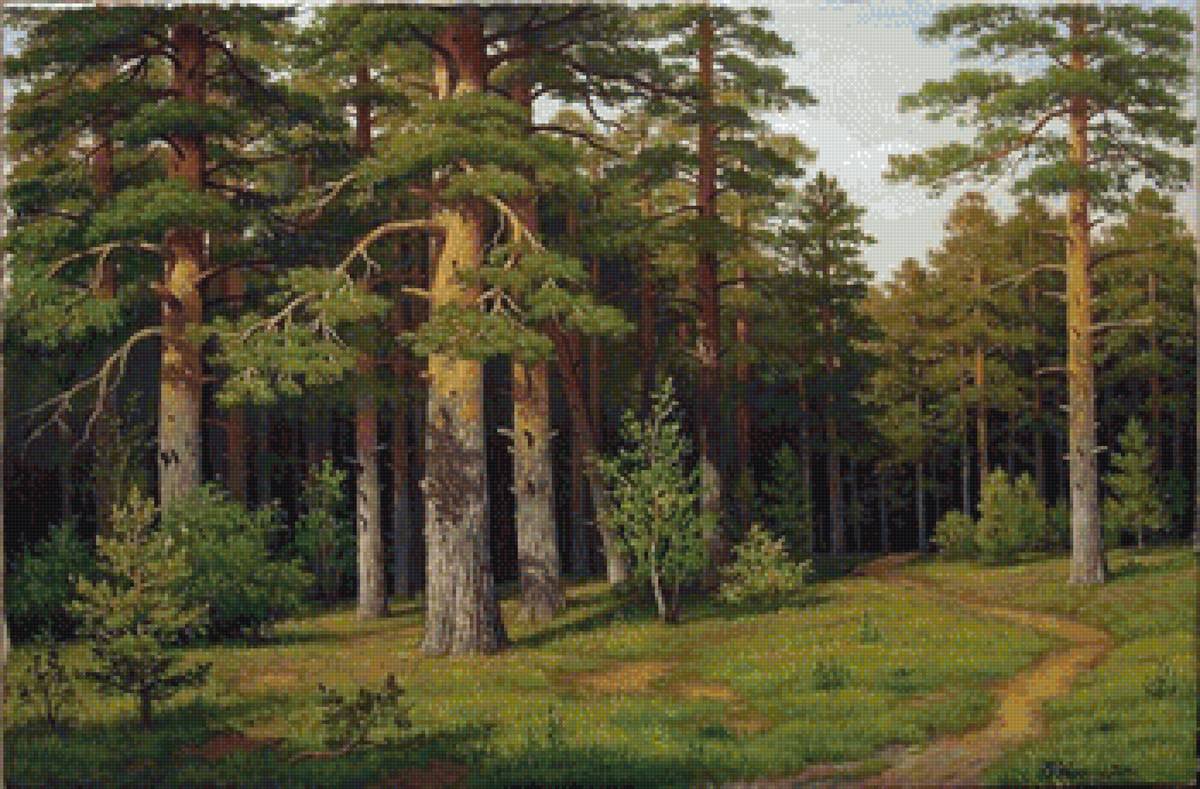 Сосновый лес - роща, лес, природа, сосны - предпросмотр