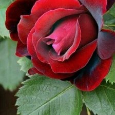 Схема вышивки «Роза»