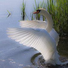 Схема вышивки «Лебедушка»