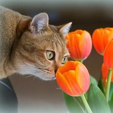 Схема вышивки «Кошки тоже любят красоту»