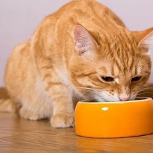 Схема вышивки «Рыжий,рыжий,полосатый»