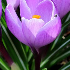 Схема вышивки «Крокусы»