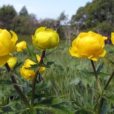 Схема вышивки «Купальницы»