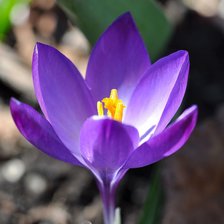 Схема вышивки «Крокус»