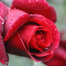 Схема вышивки «Розочка»