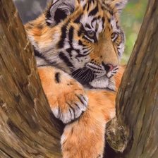 Схема вышивки «Тигруша»