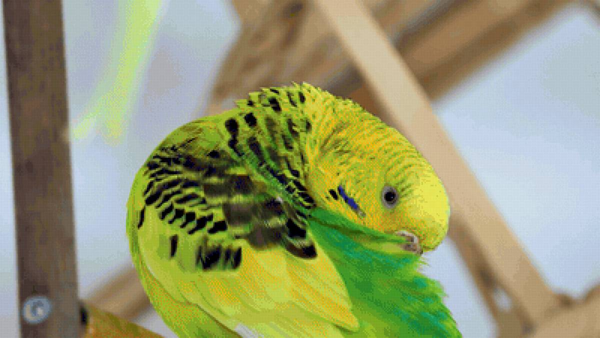 Чистим перышки - птицы, попугай - предпросмотр