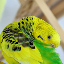 Схема вышивки «Чистим перышки»