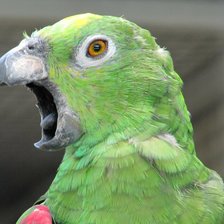 Схема вышивки «Говорун»