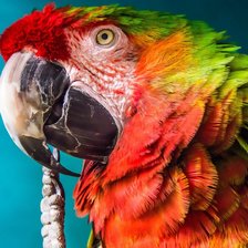 Схема вышивки «Не причесанный»