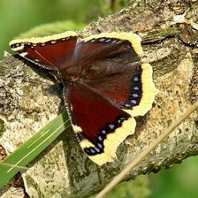 Схема вышивки «Бабочка Траурница»